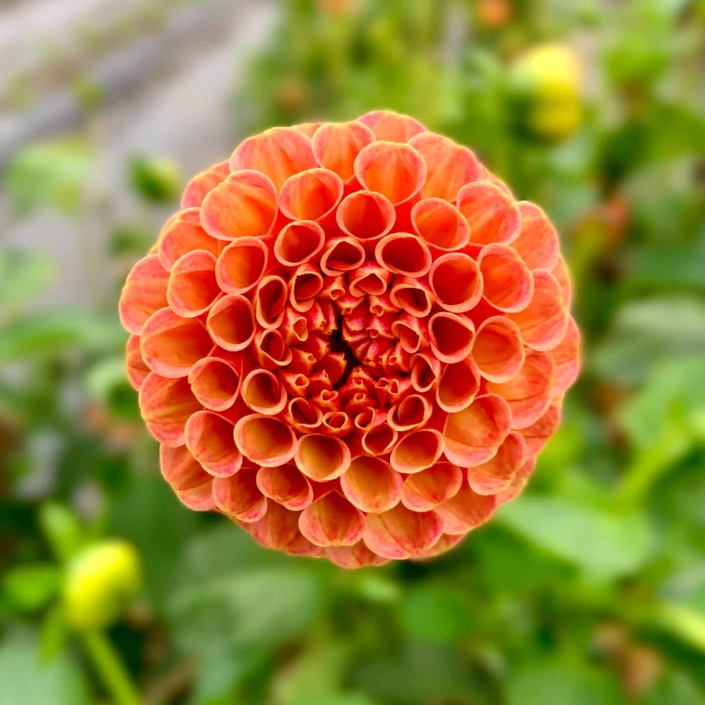 picture of orange flower