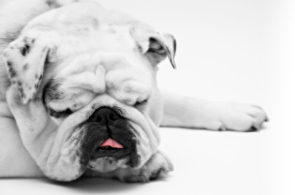 a sleeping white English bulldog