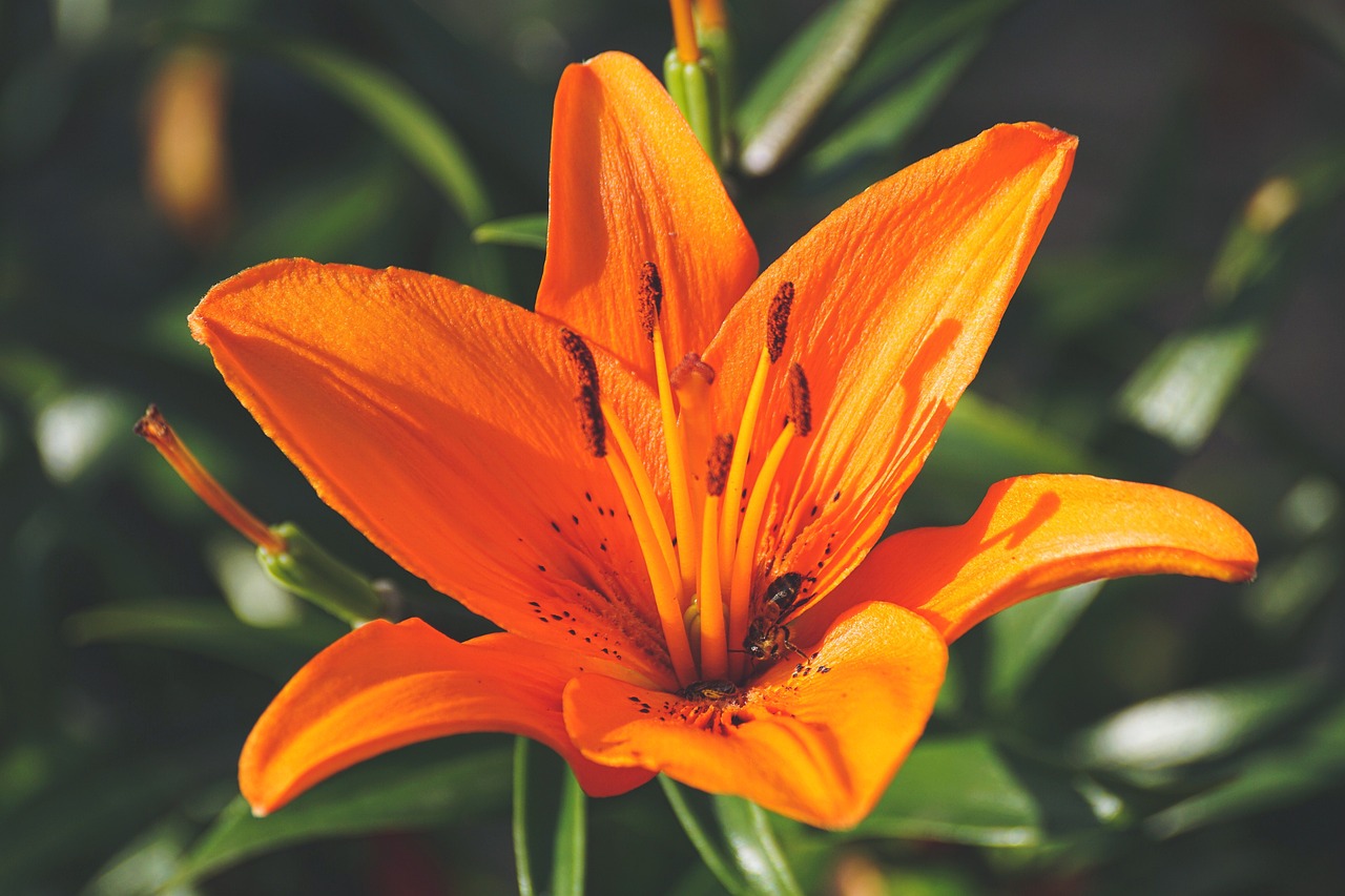 orange lily flower