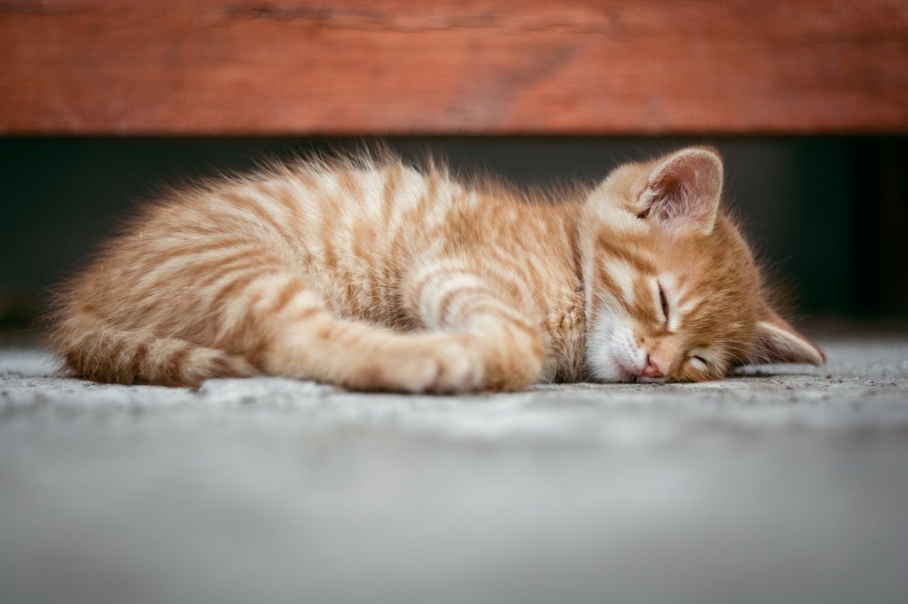 kitten getting great sleep