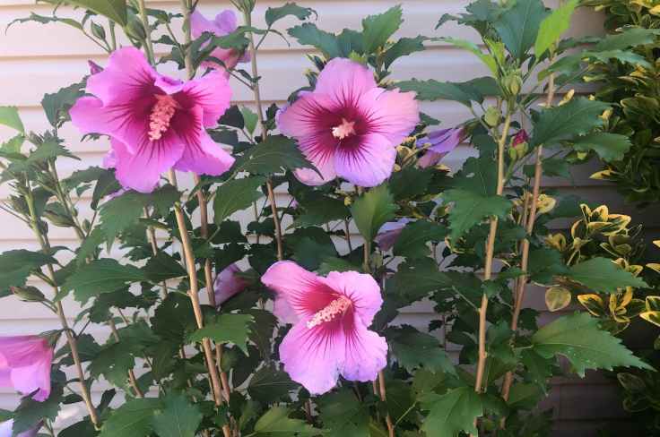 Facial and Oral Care – My “Better-Aging” Journey- (Part&nbsp;8)