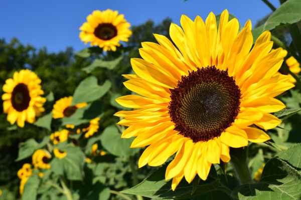 a field of sunflowers