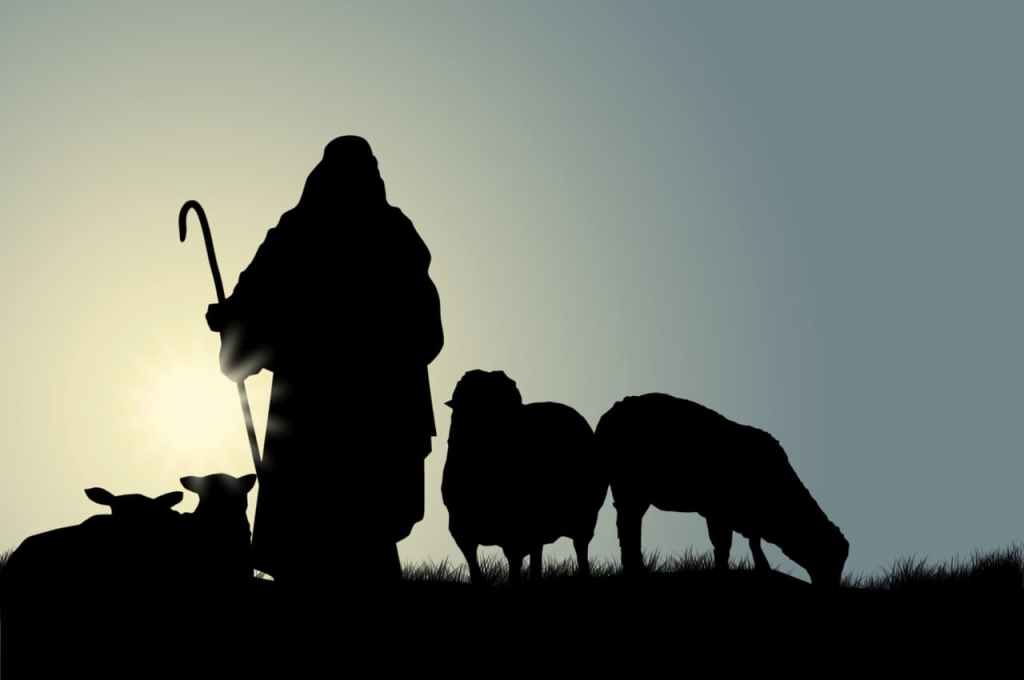shepherd in the field with sheep