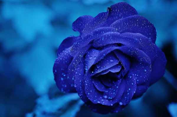 deep blue rose with raindrops representing the peacefulness of getting better sleep
